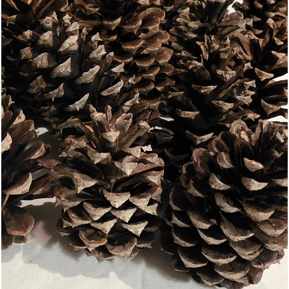 20 Longleaf Pinecone for Crafting Home Decor 2